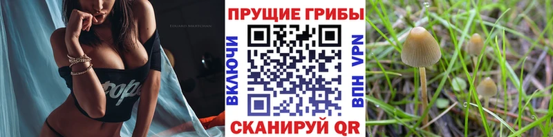 сколько стоит  Бирюсинск  Псилоцибиновые грибы Magic Shrooms 